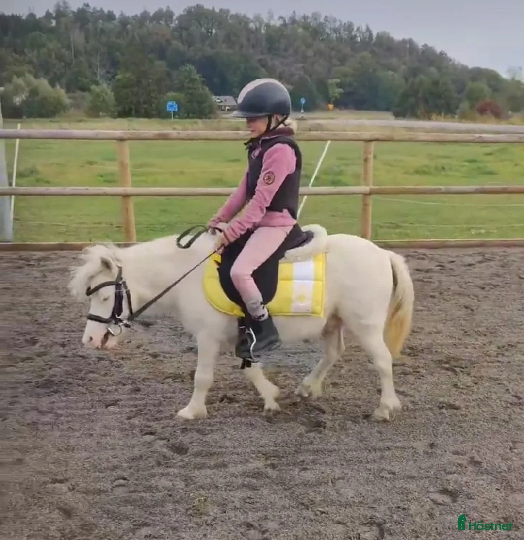 Allround hästar till salu: Världens bästa Mickie i Veddige - Annons 11