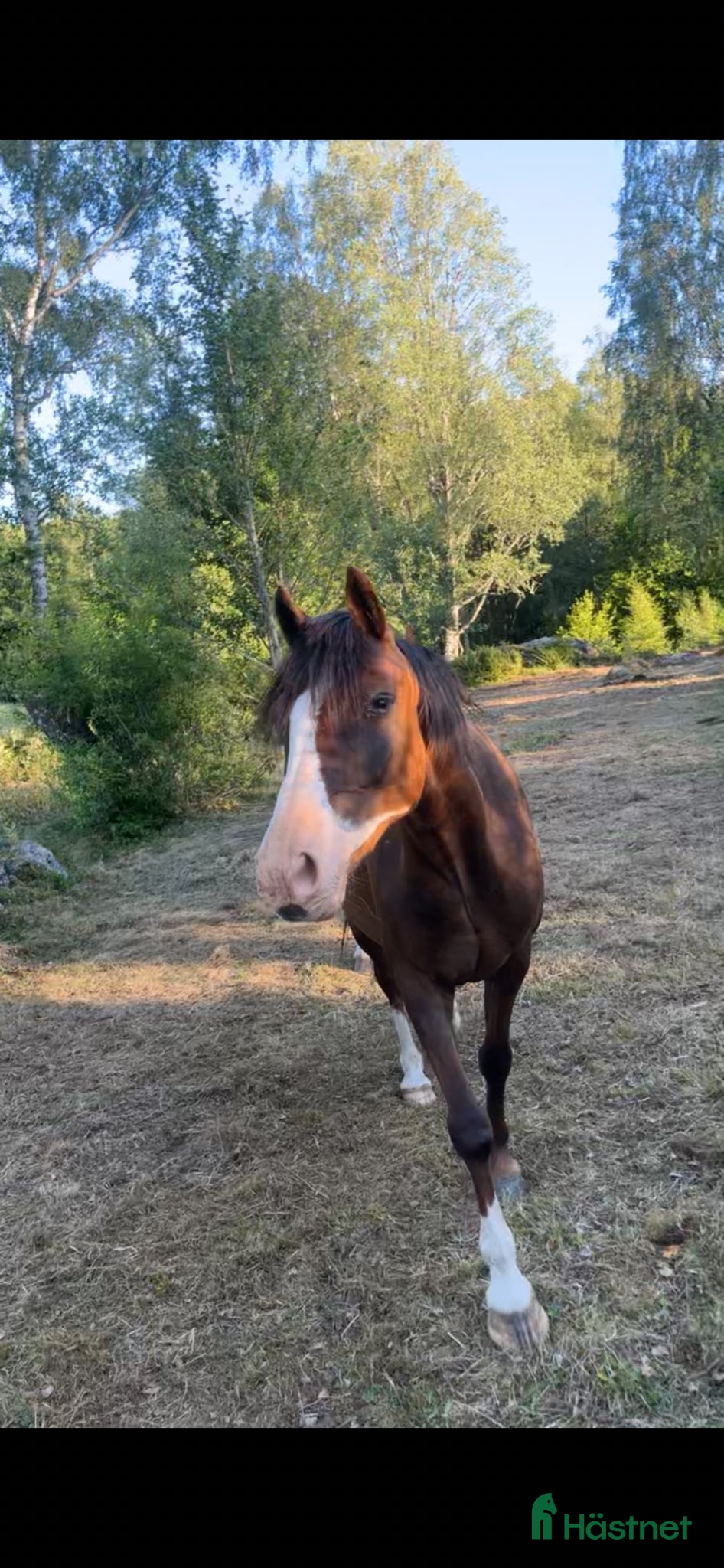  hästar Finaste ponnyn💞 - Annons 1