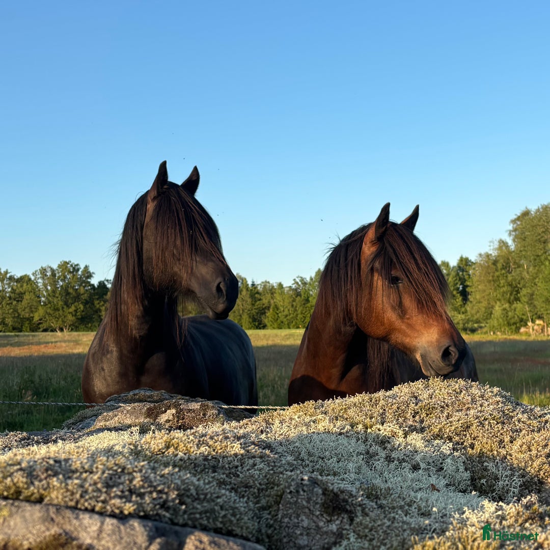  foderhäst finnes: Kallblod söker fodervärd i Göteborg - Annons 3