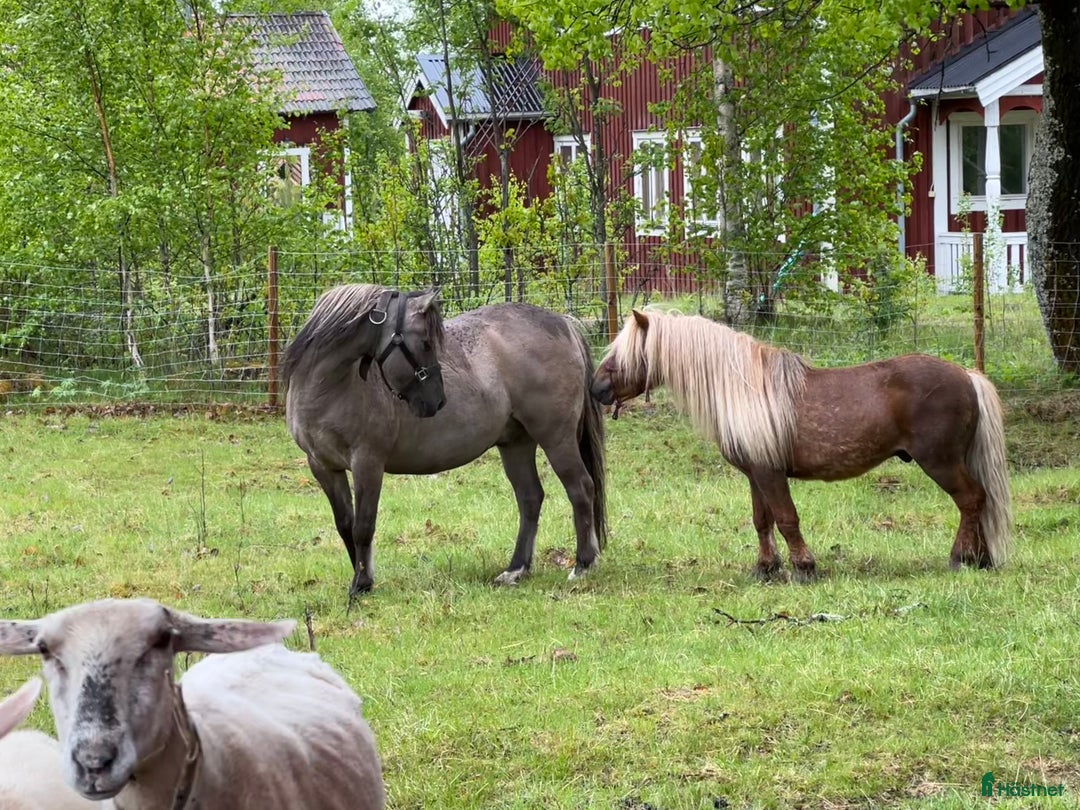 Övrigt hästar till salu: Vacker och söt Billy letar efter hästvan 5*hem i Bograngen - Annons 4