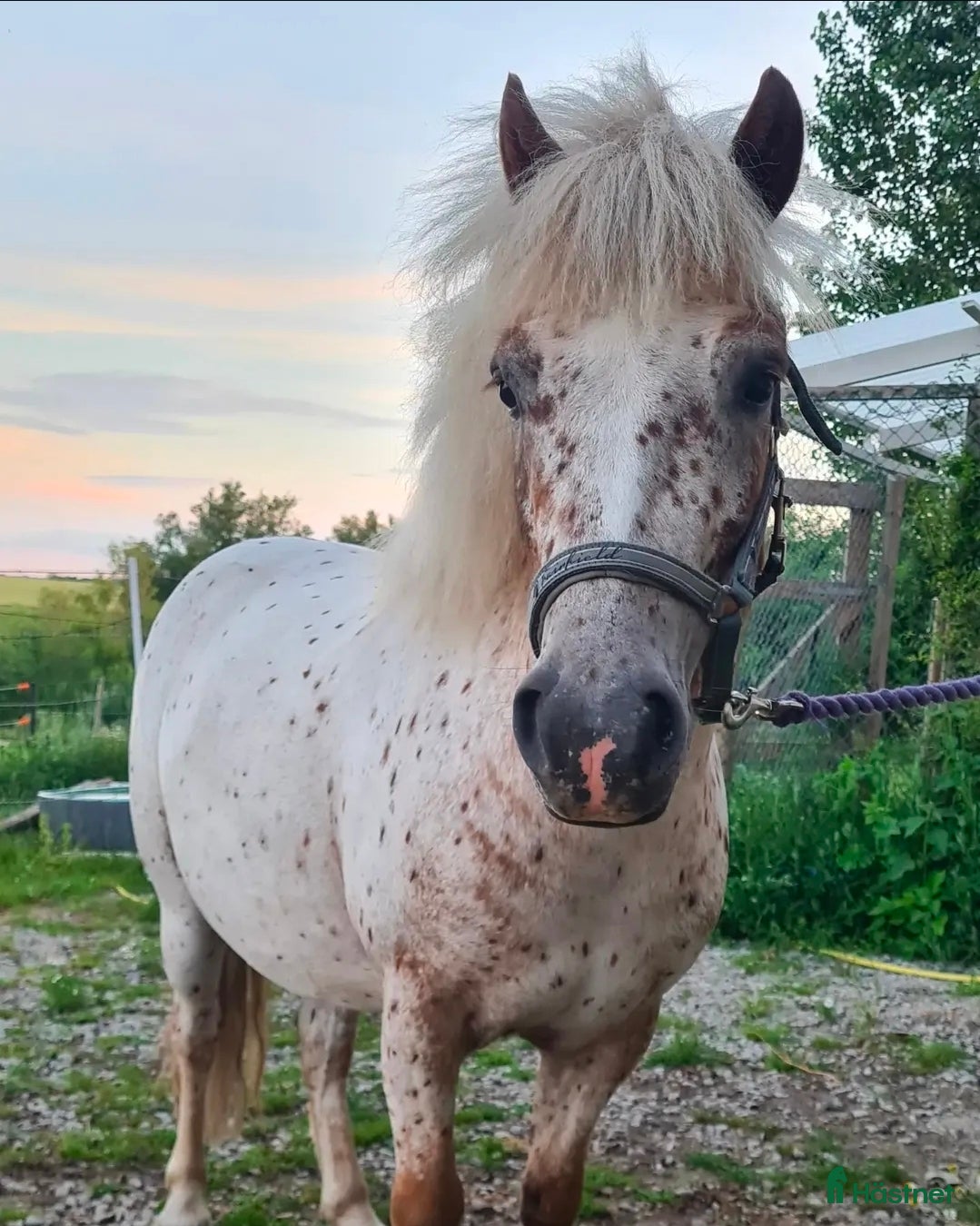  hästar 🦄 FERRARI 🦄 - Annons 2