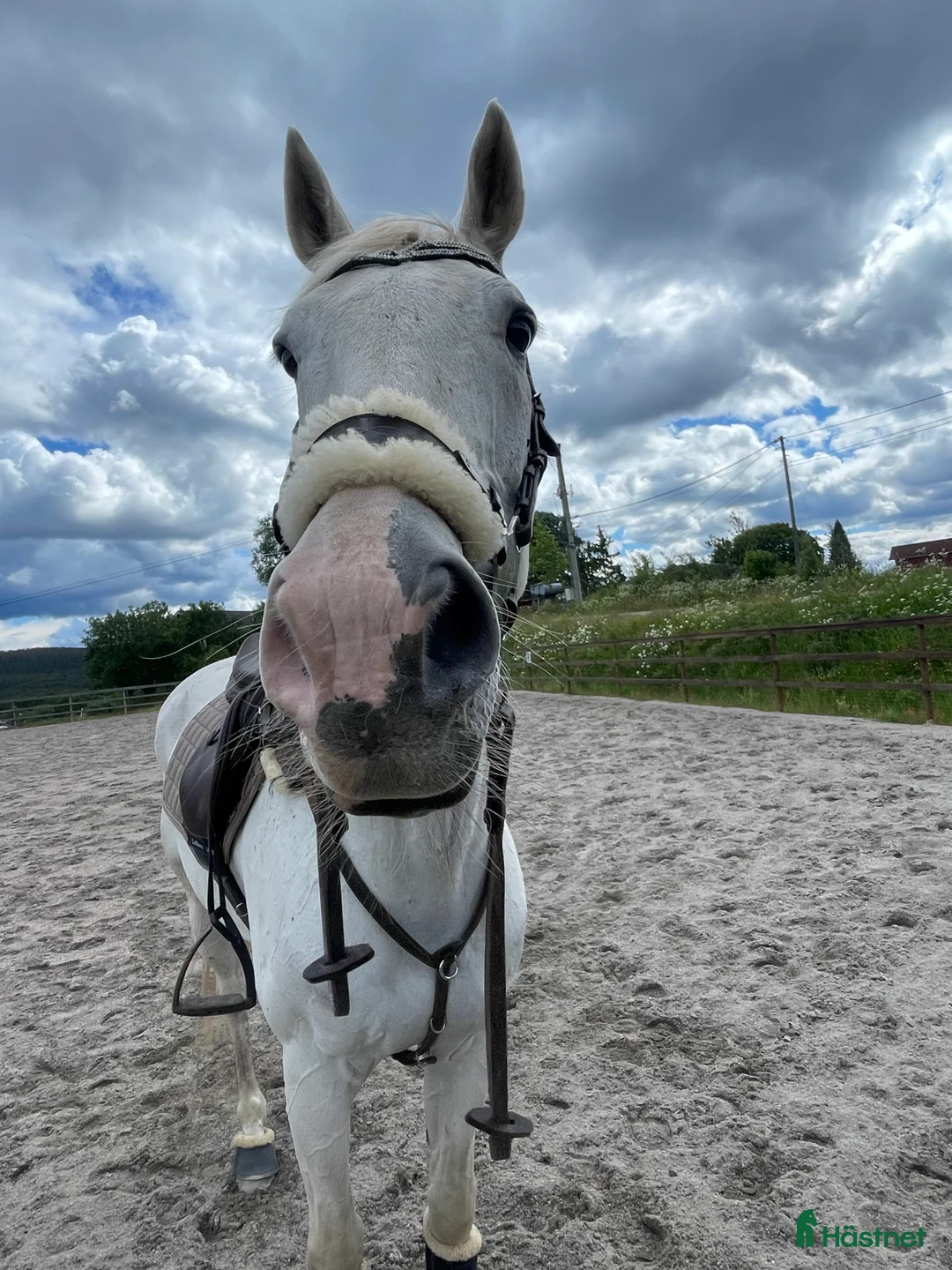 Allround hästar till salu: Belgisk varmblod til salgs i Melsomvik - Annons 3