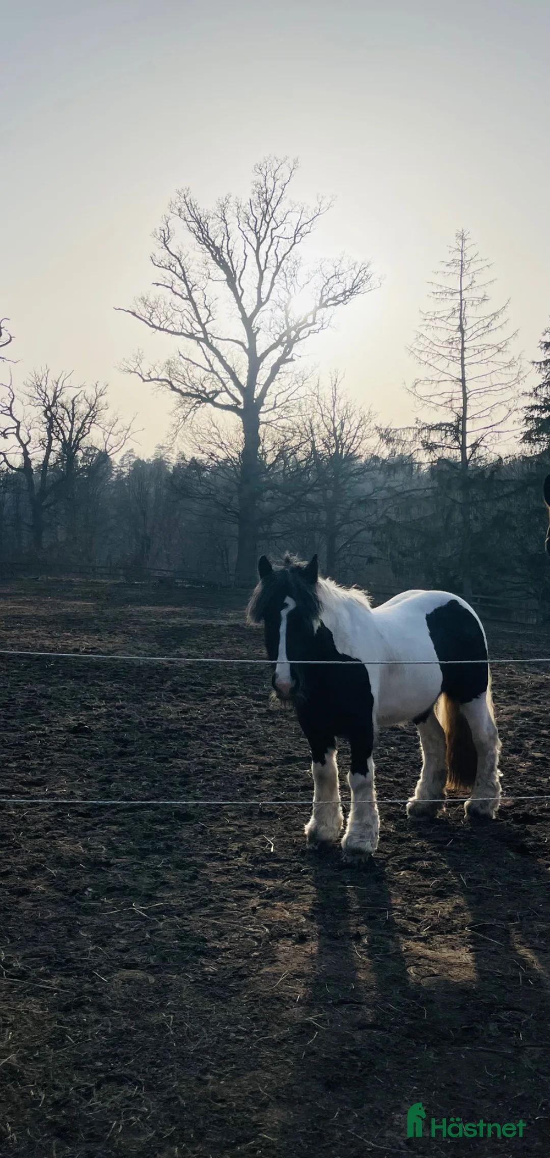 Allround hästar till salu: Härlig valack - Annons 2