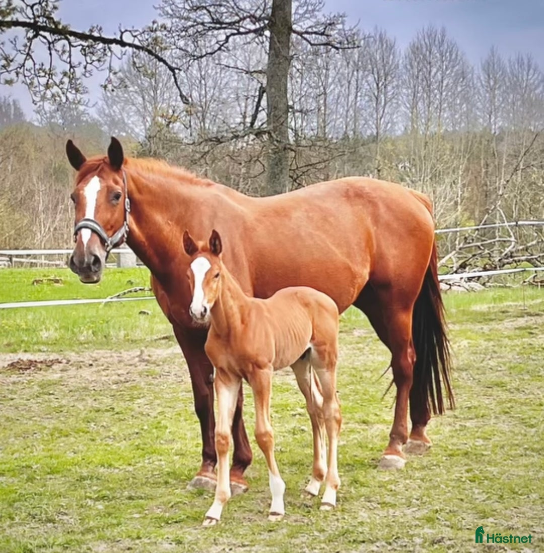 Allround hästar till salu: Sto med fin stam säljes till varaktigt hem! i Fritsla - Annons 4