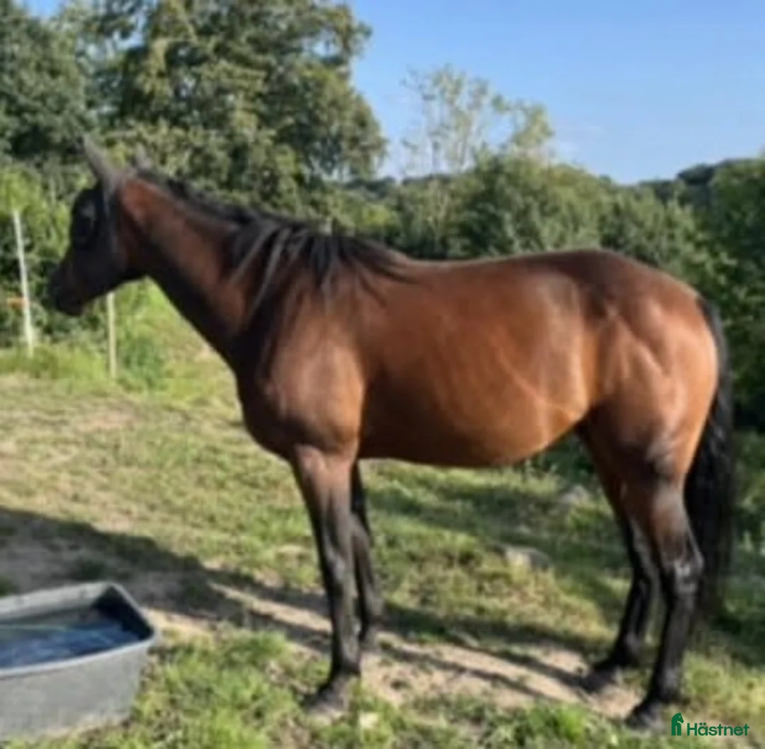 Avelshästar hästar till salu: Sällskap eller avelsto i Vallåkra - Annons 2