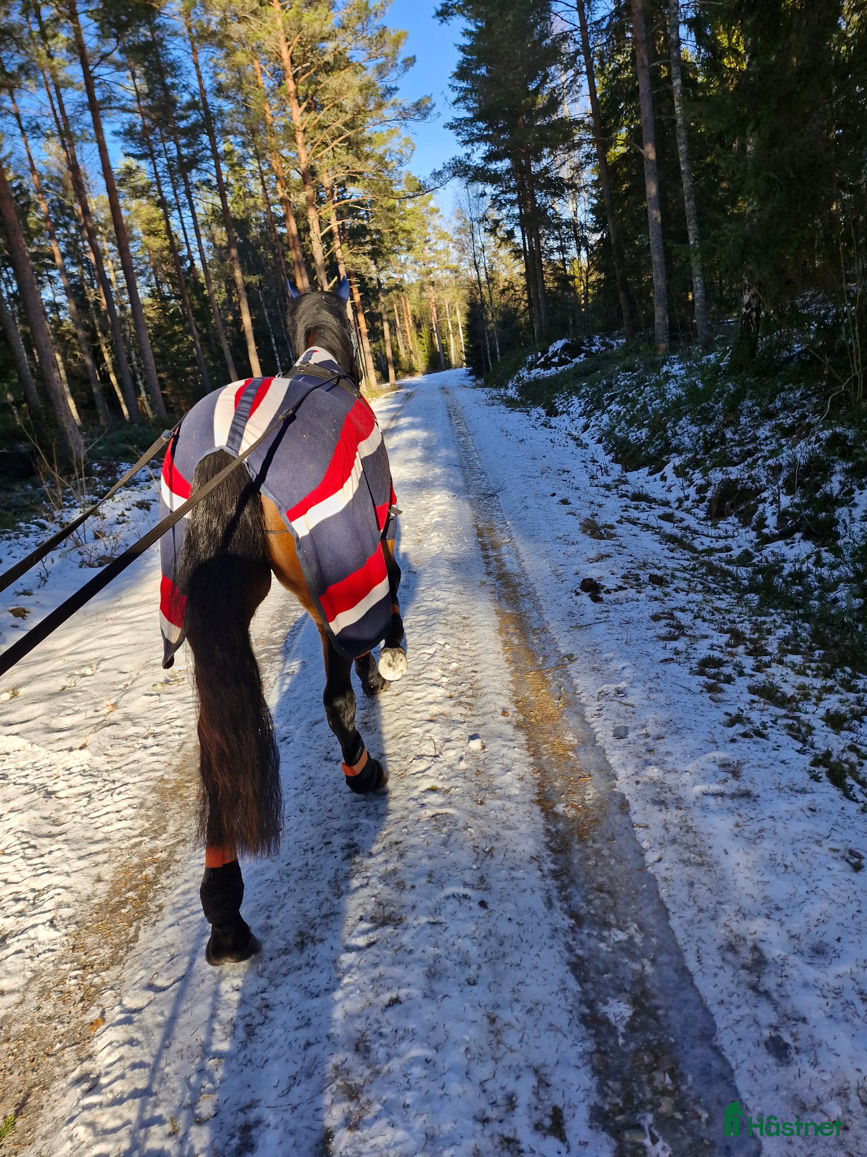  hästar Världens snällaste 3åriga varmblodsto  i Stockaryd - Annons 1