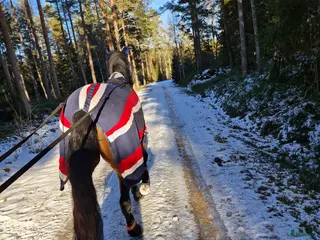 hästar Världens snällaste 3åriga varmblodsto i Stockaryd - Annons 1