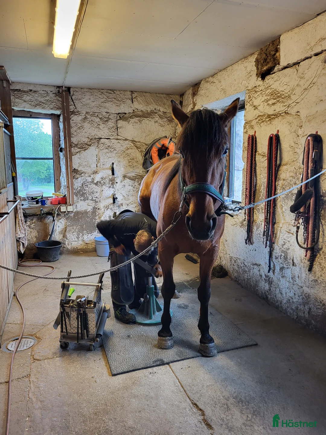 Allround hästar till salu: Sto, varmblodstravare i Bjästa - Annons 3