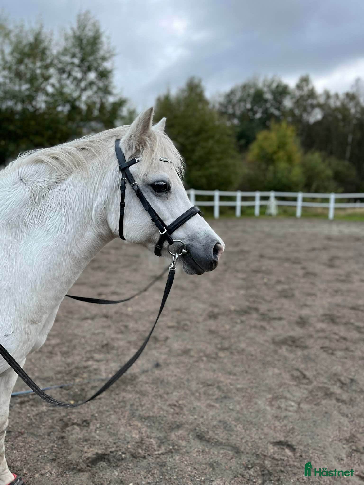  hästar Vår prinsessa söker ny bästis i Fjärås - Annons 11