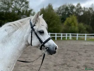 hästar Vår prinsessa söker ny bästis i Fjärås - Annons 11