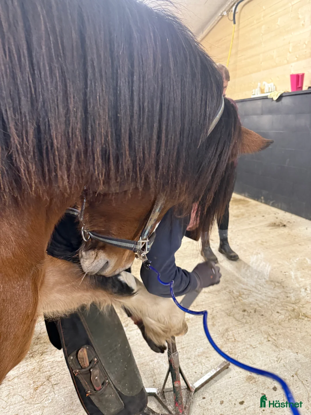 Sällskap hästar till salu: Kallblodstravar-sto sällskap/avel/projekt ev bytes - Annons 10