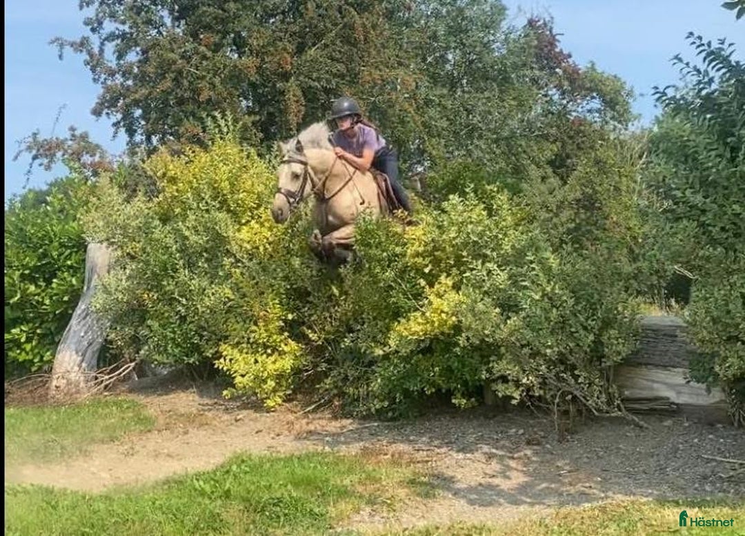 Hoppning hästar till salu: 5 year old with potential for the highest classes i Stockholm-Arlanda - Annons 14