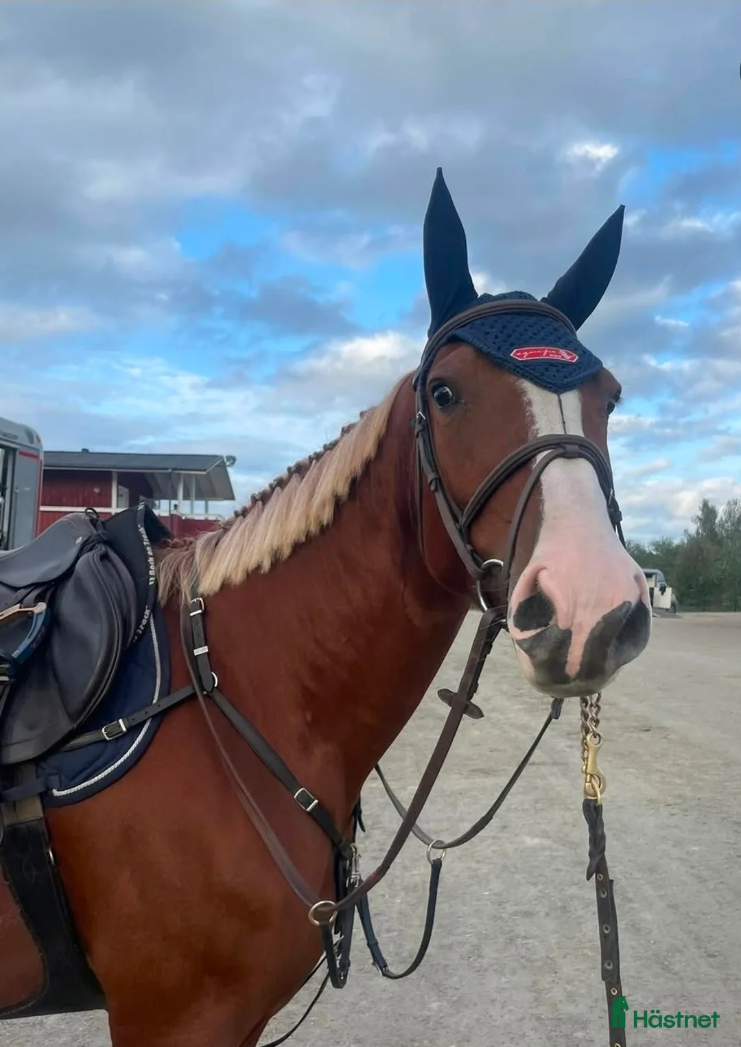 Hoppning hästar till salu: Härligt sto för framtiden  - Annons 1