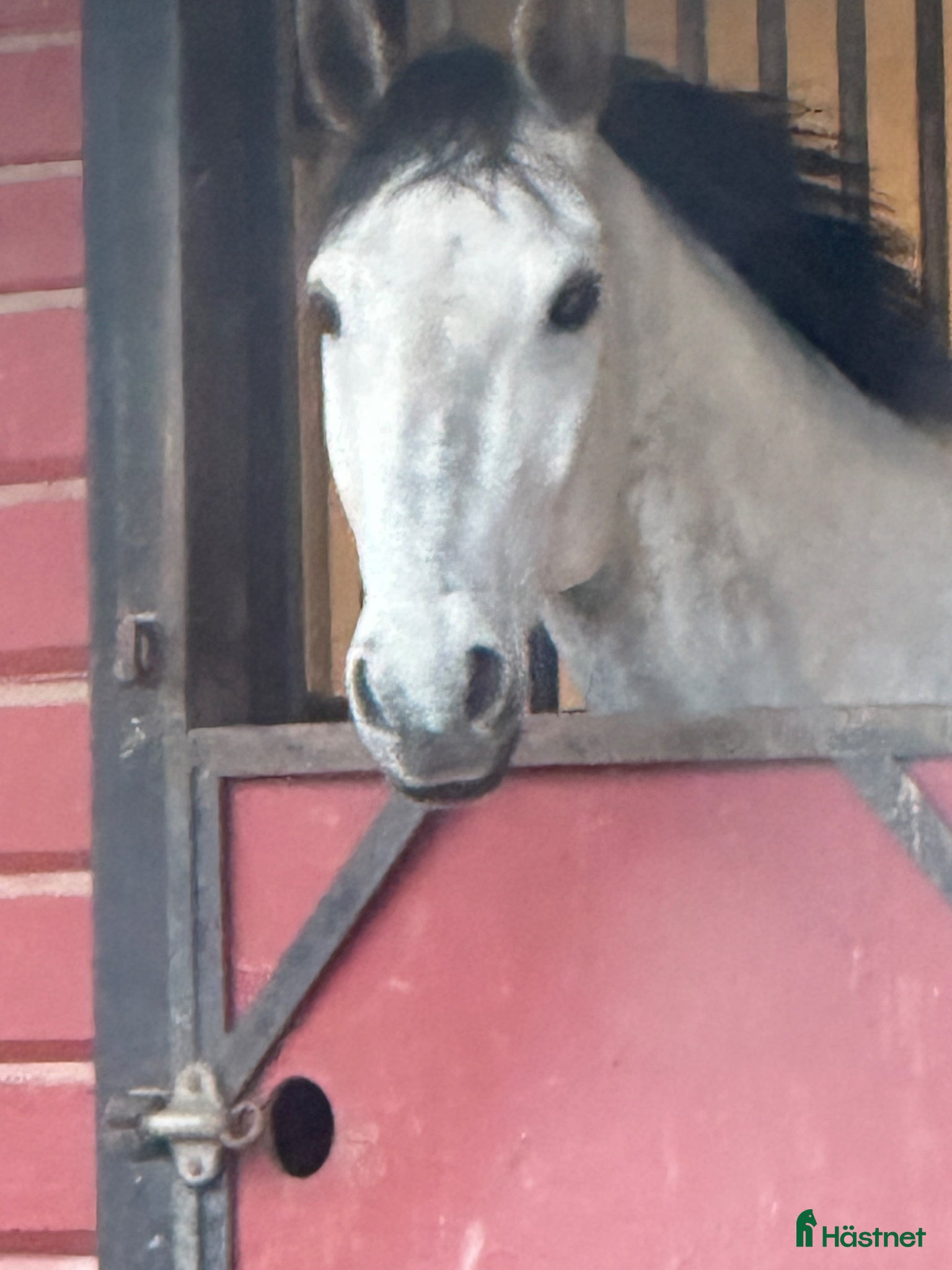 Fälttävlan hästar till salu: 🌟 Emil 🌟 - Annons 1