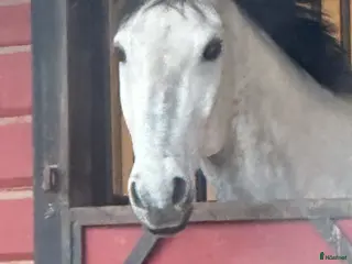 Fälttävlan hästar till salu: 🌟 Emil 🌟 - Annons 1