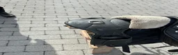 Sadlar hästutrustning till salu: Prestige Inspire 15 34 Dressyrsadel svart  - Annons 6