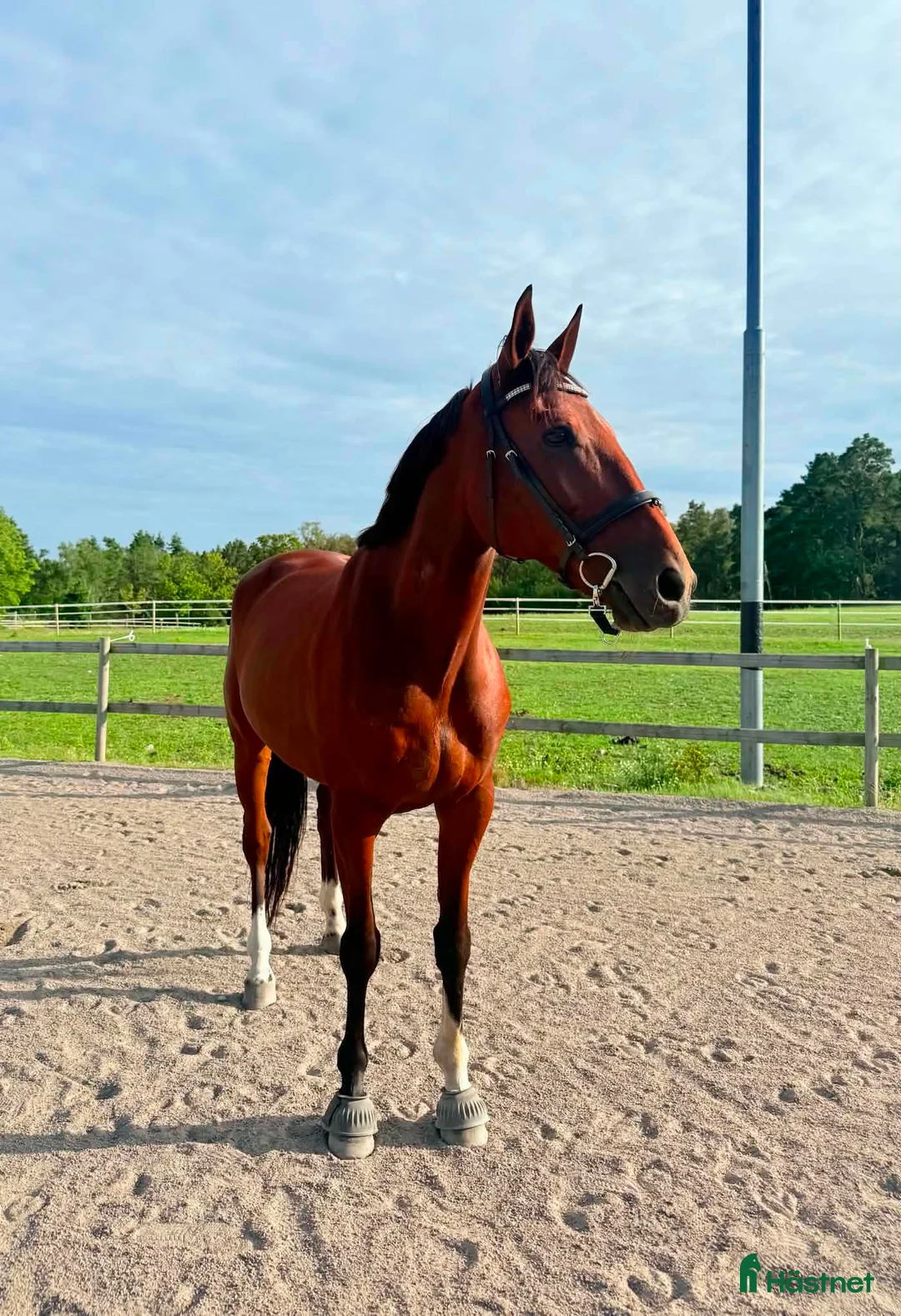 Allround hästar till salu: Ny bästavän ⭐️ i Ljungbyholm - Annons 1