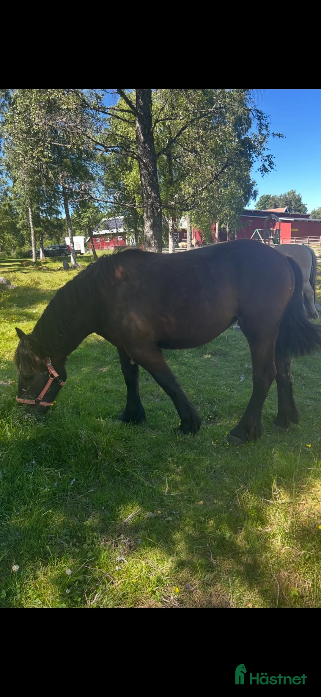 Allround hästar till salu: Svart ardenner sto - Annons 5