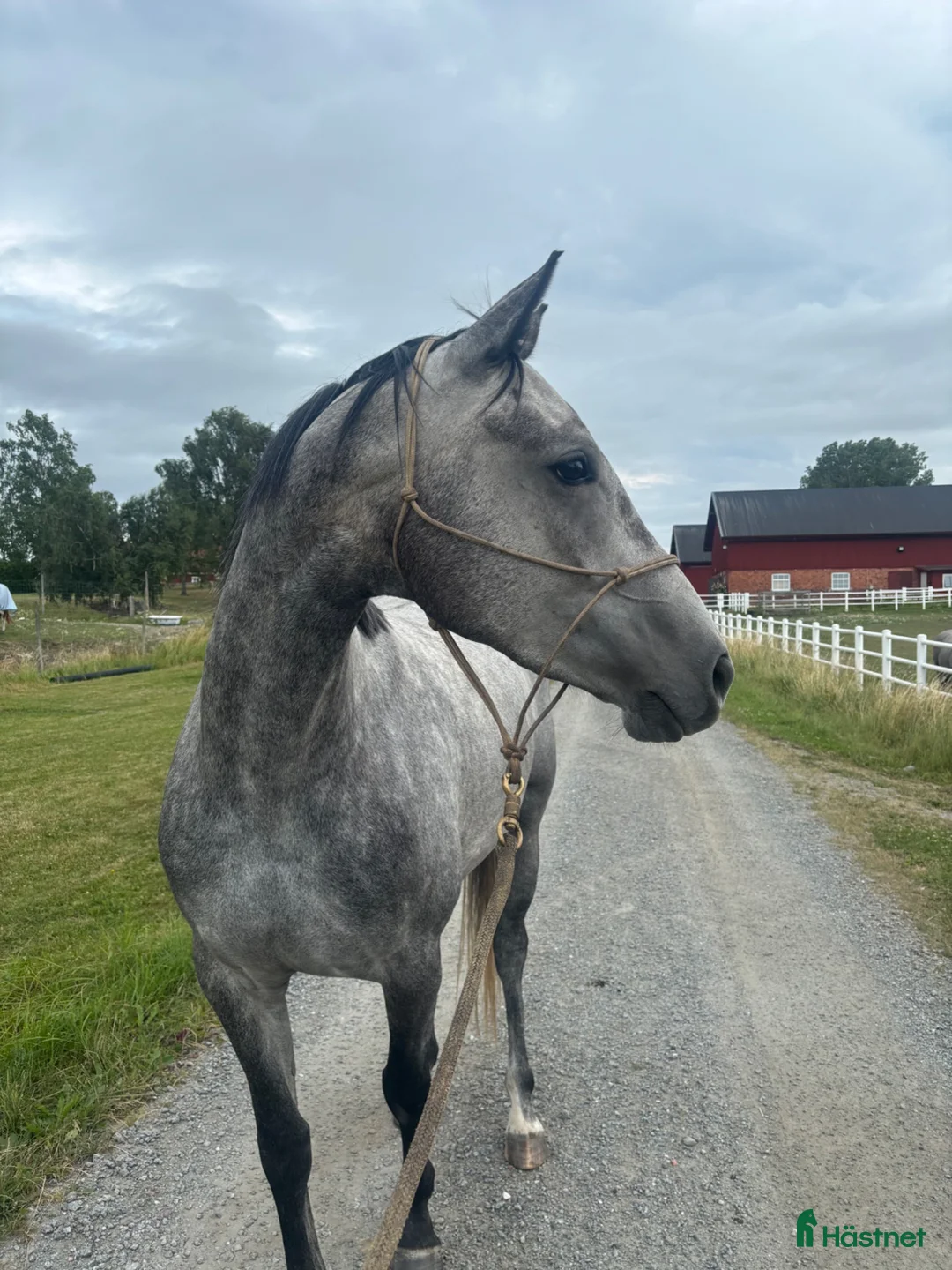 Hoppning hästar till salu: SWB sto med utstrålning. Framtidsämne - Annons 1
