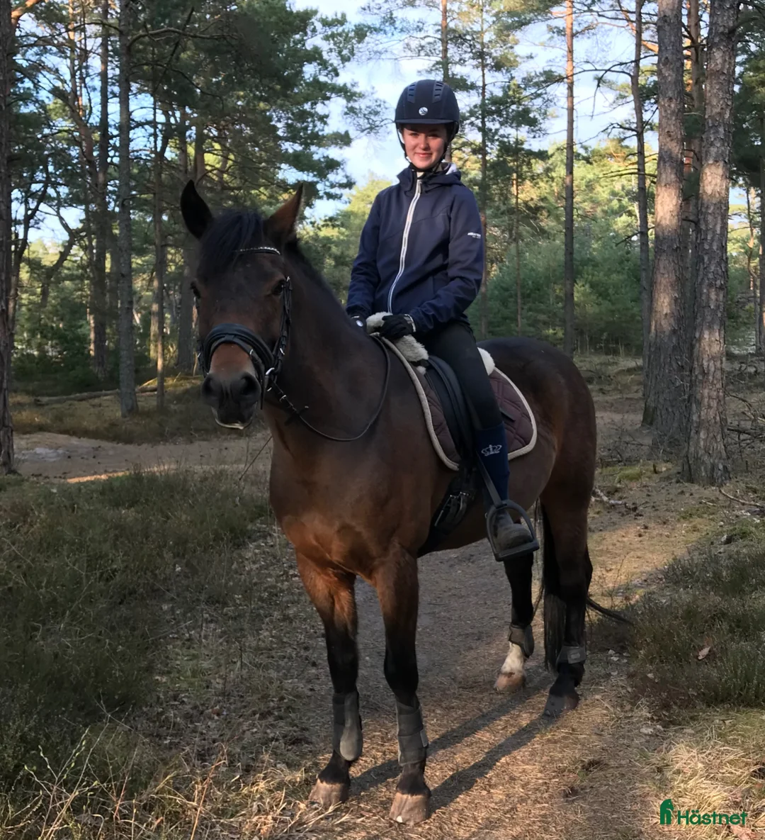 Allround hästar till salu: Trevlig allroundponny i Getinge - Annons 4