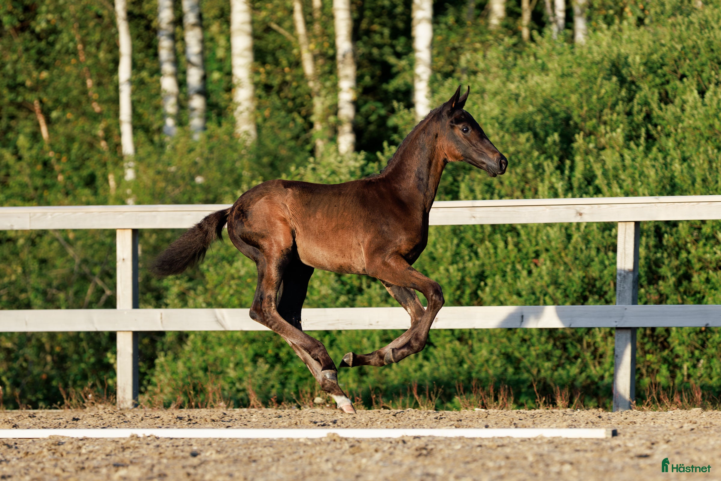 Dressyr hästar till salu: Hingstföl e. Bon Esprit- Fürstenball i Nol - Annons 1