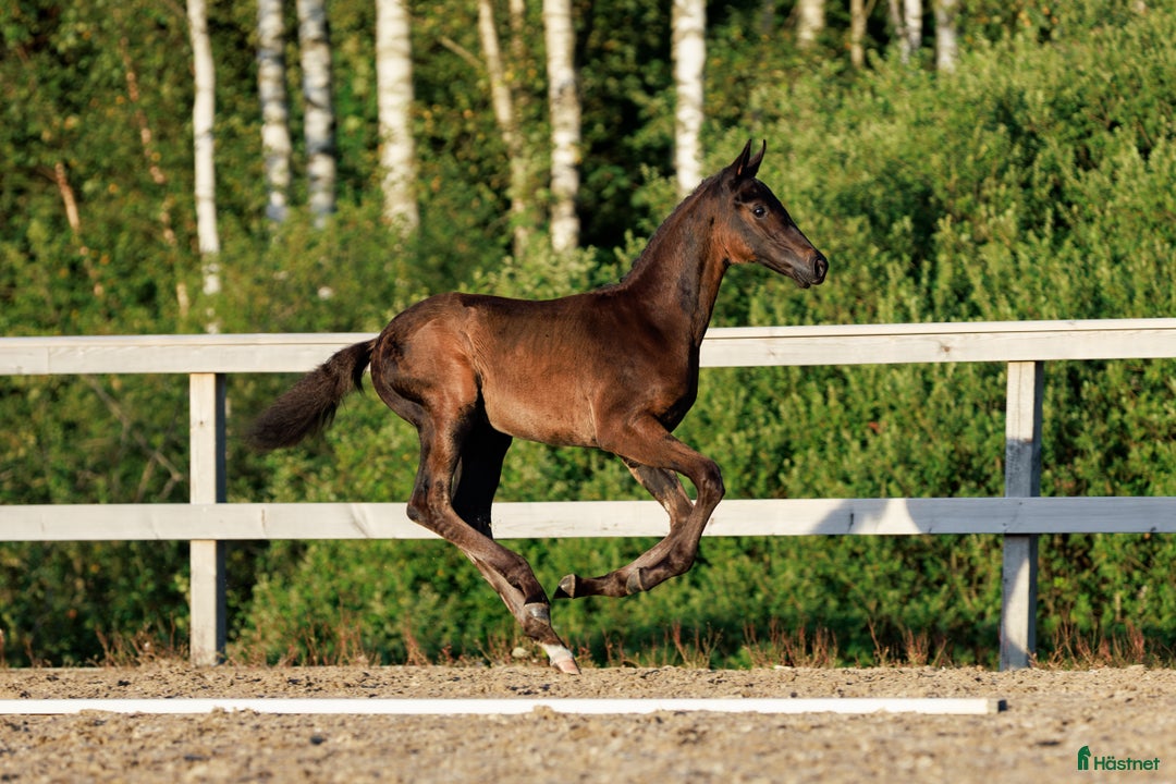 Dressyr hästar till salu: Hingstföl e. Bon Esprit- Fürstenball i Nol - Annons 1