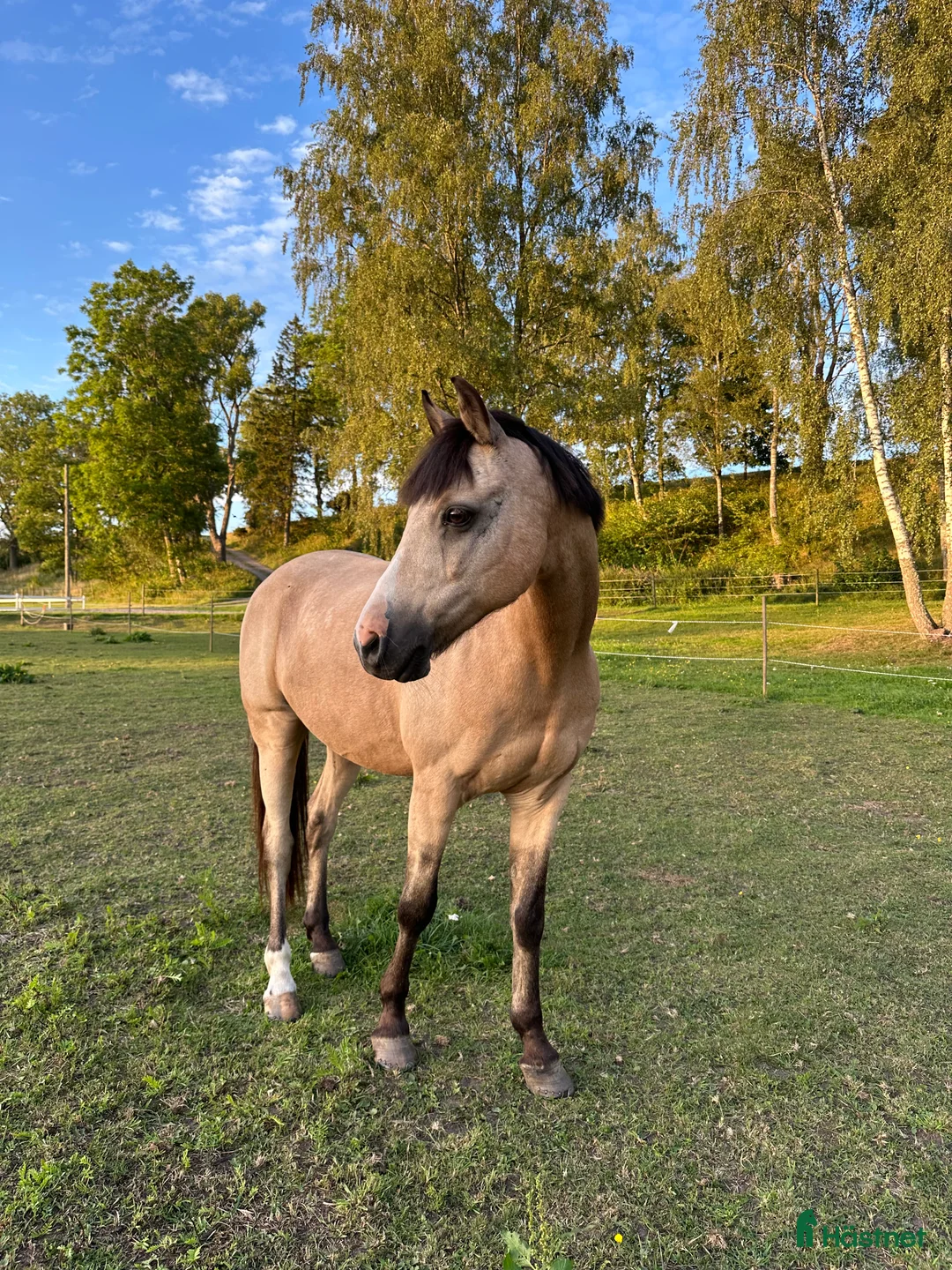 Allround hästar till salu: Superfin B-ponny  i Broddetorp - Annons 2