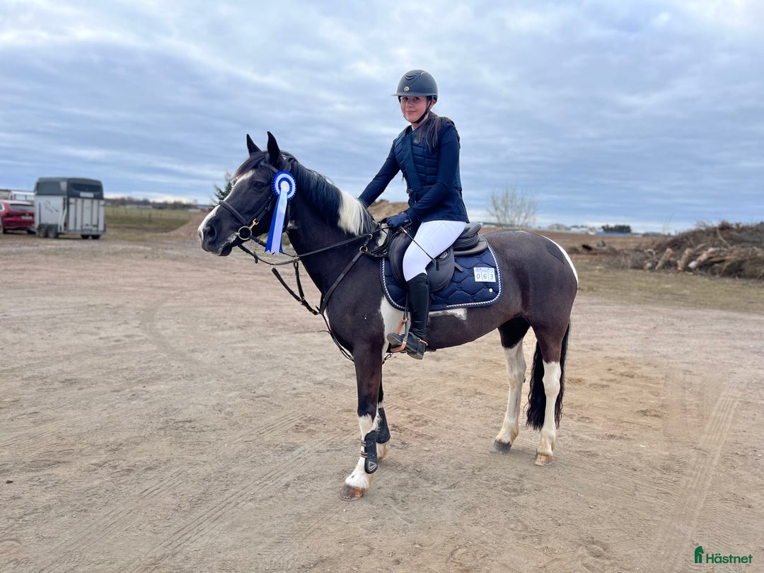 Hoppning hästar till salu: Fantastisk ponny tillgänglig för leasing i Mullsjö - Annons 1