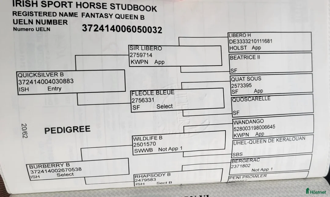 Allround hästar till salu: 9yr old Irish Sport Horse all rounder - Annons 2