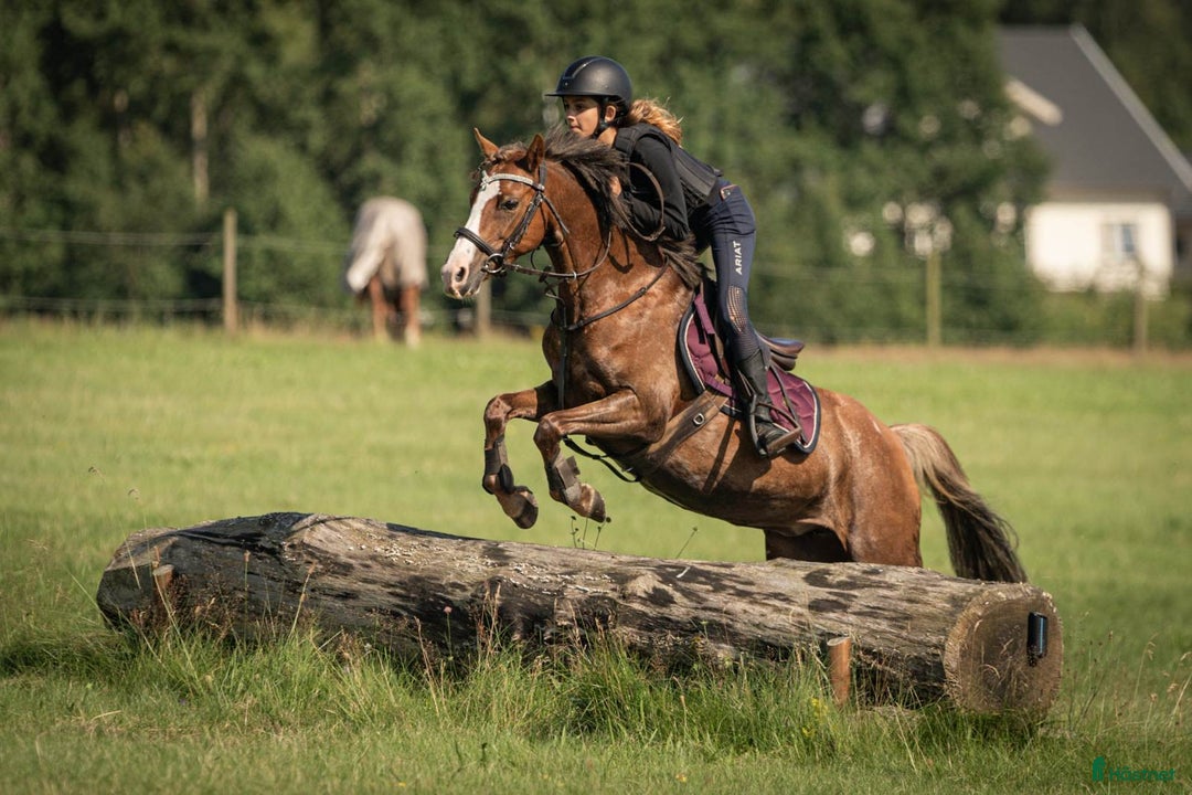 Hoppning hästar till salu: Drömponny i Överlida - Annons 2