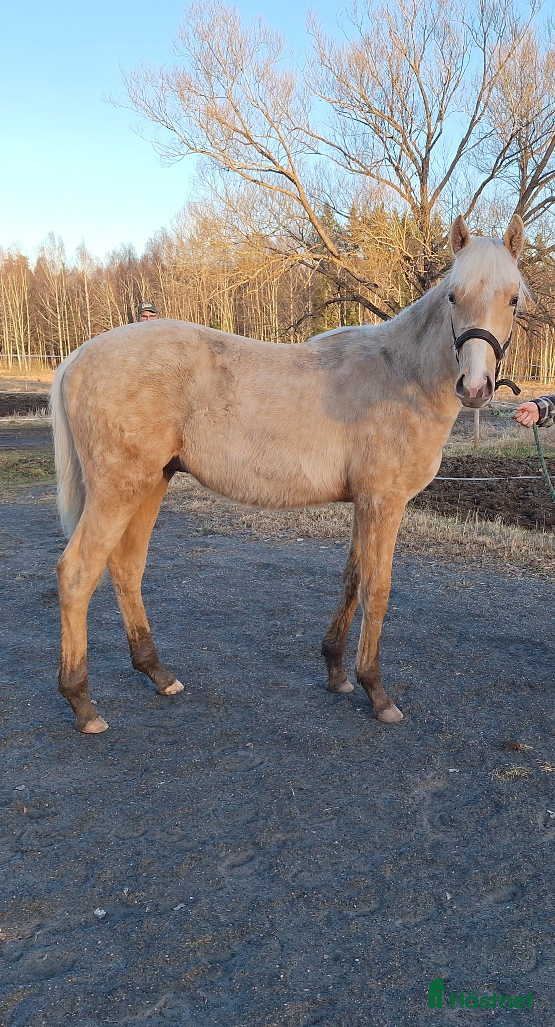  hästar Trevlig korrekt hingst f maj 2025 - Annons 1