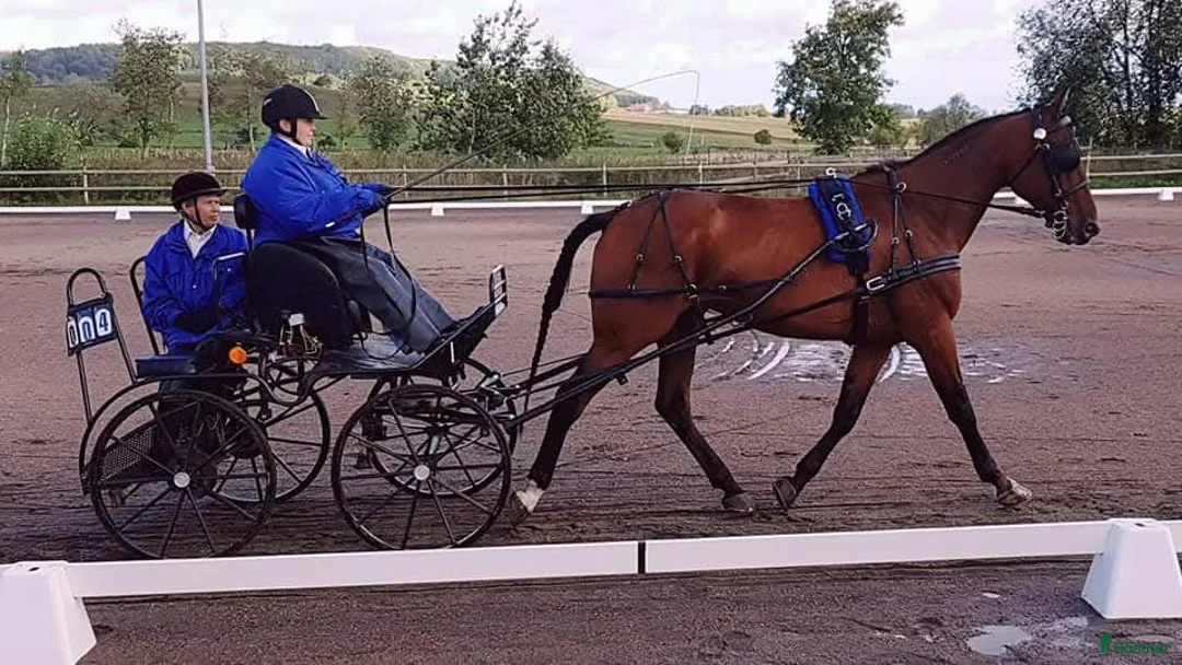 Allround hästar till salu: 2 st sociala valackar - Annons 3
