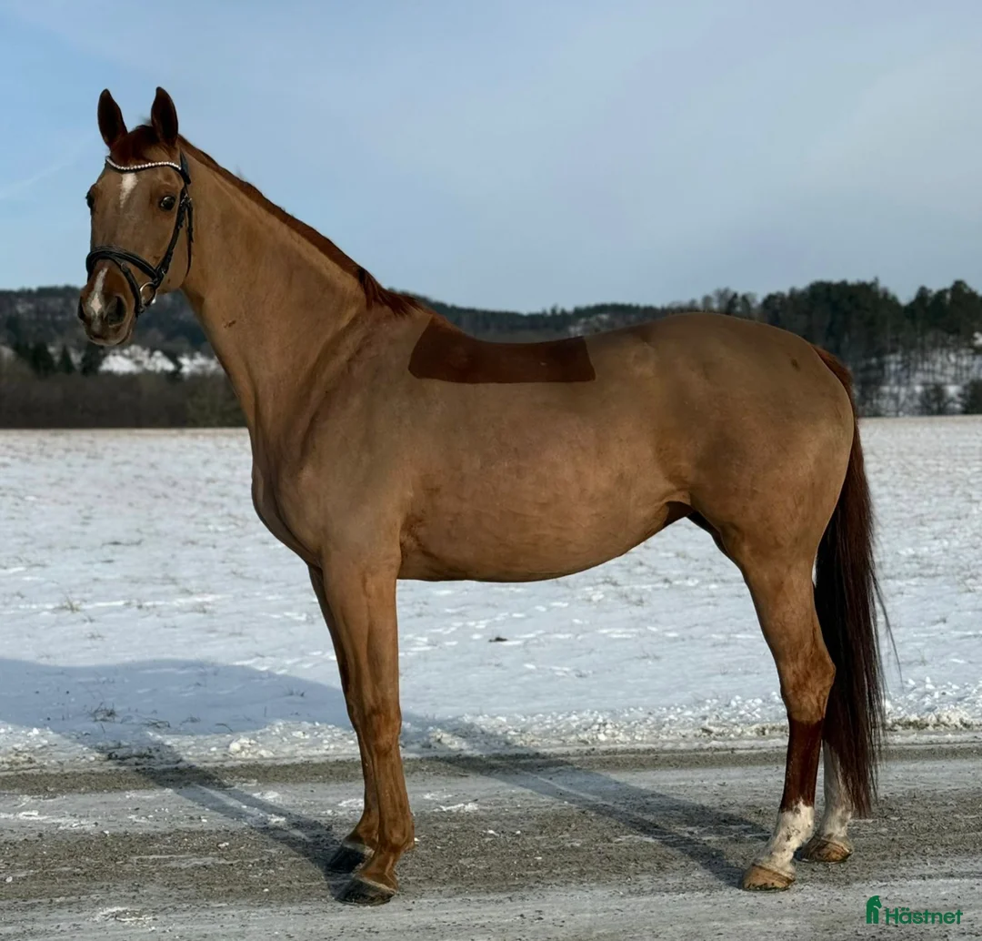 Allround hästar till salu: Trevlig häst för dig med liten plånbok  i Västerlanda - Annons 1