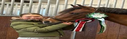 Dressyr hästar till salu: Top FEI pony  - Annons 16