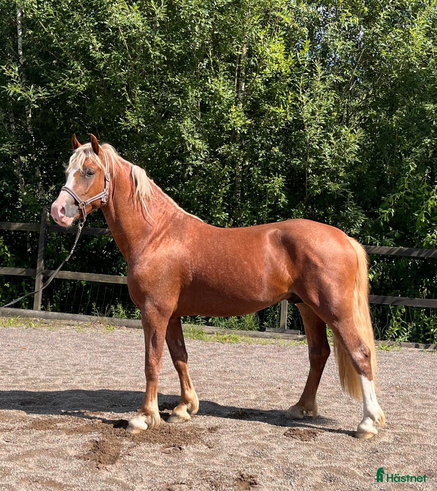  hästar Elegant Welsh cob valack - Annons 2