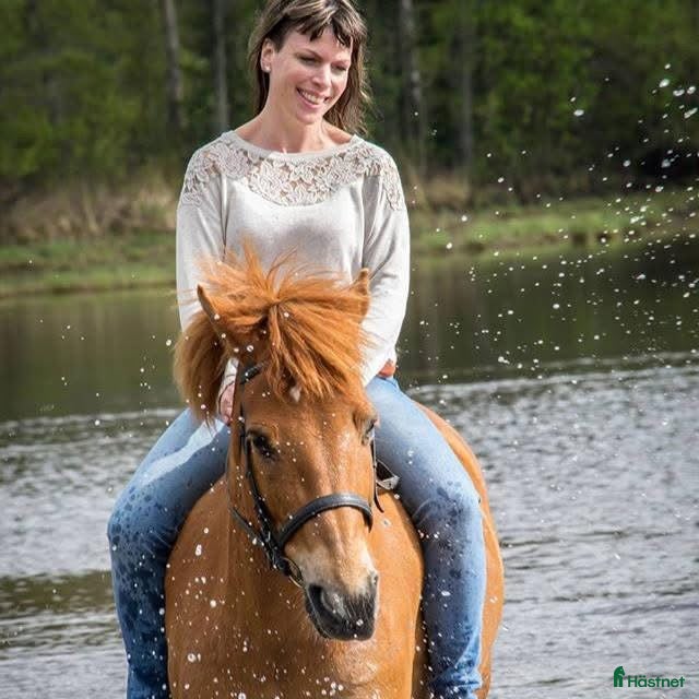  hästar Foderhäst sökes - Annons 4