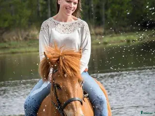 hästar Foderhäst sökes - Annons 4