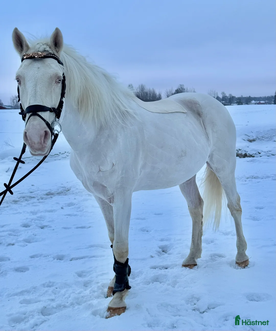 Allround hästar till salu: Trevlig spansk valack  - Annons 13
