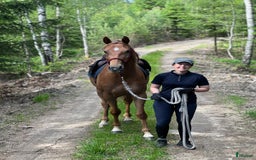 Hoppning hästar till salu: Sportigt sto e. Magic Park. inriden i Halmstad - Bild 8
