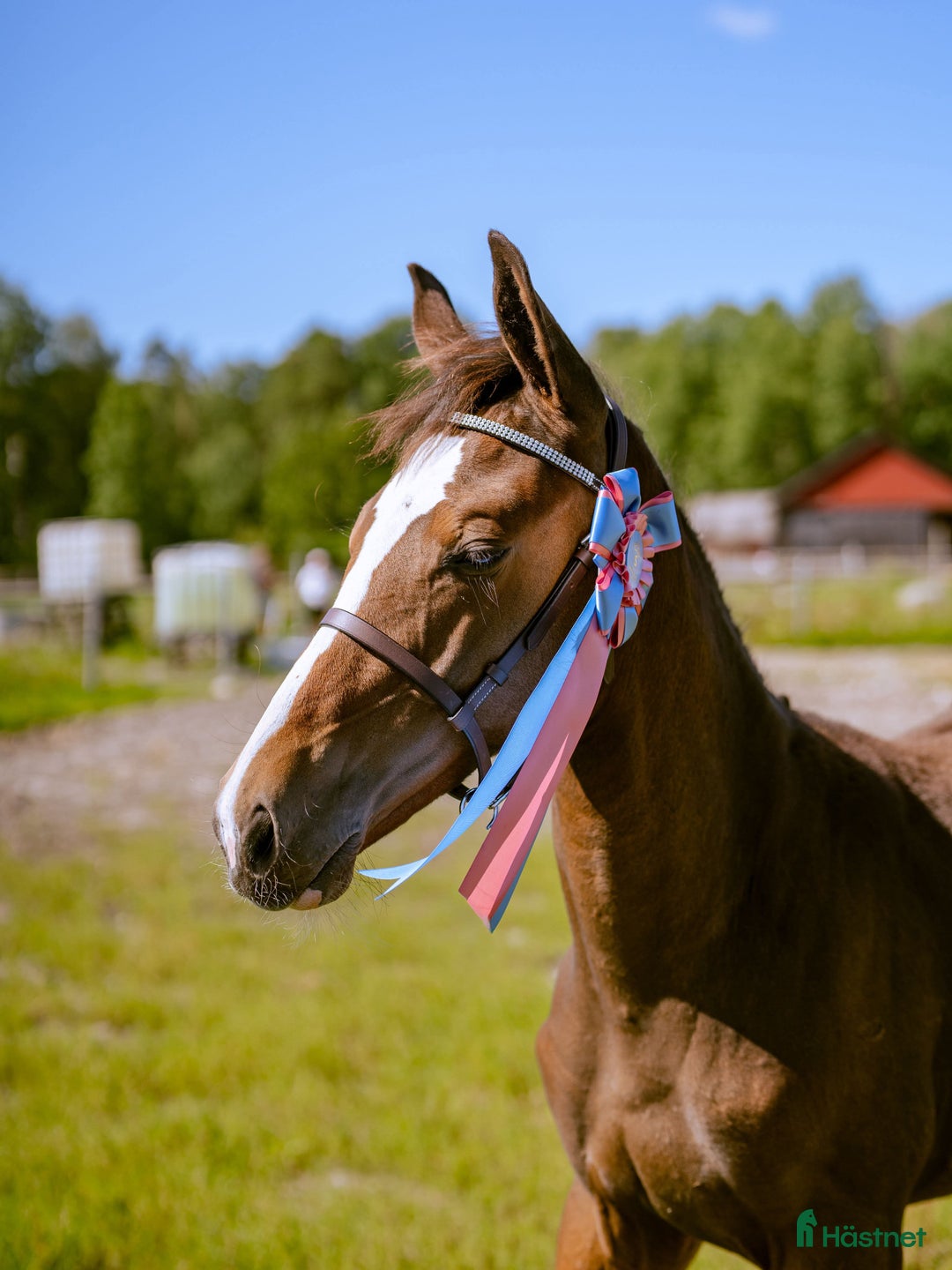 Hoppning hästar till salu: Stoföl e. Janeiro de Bieville i Örebro - Annons 3