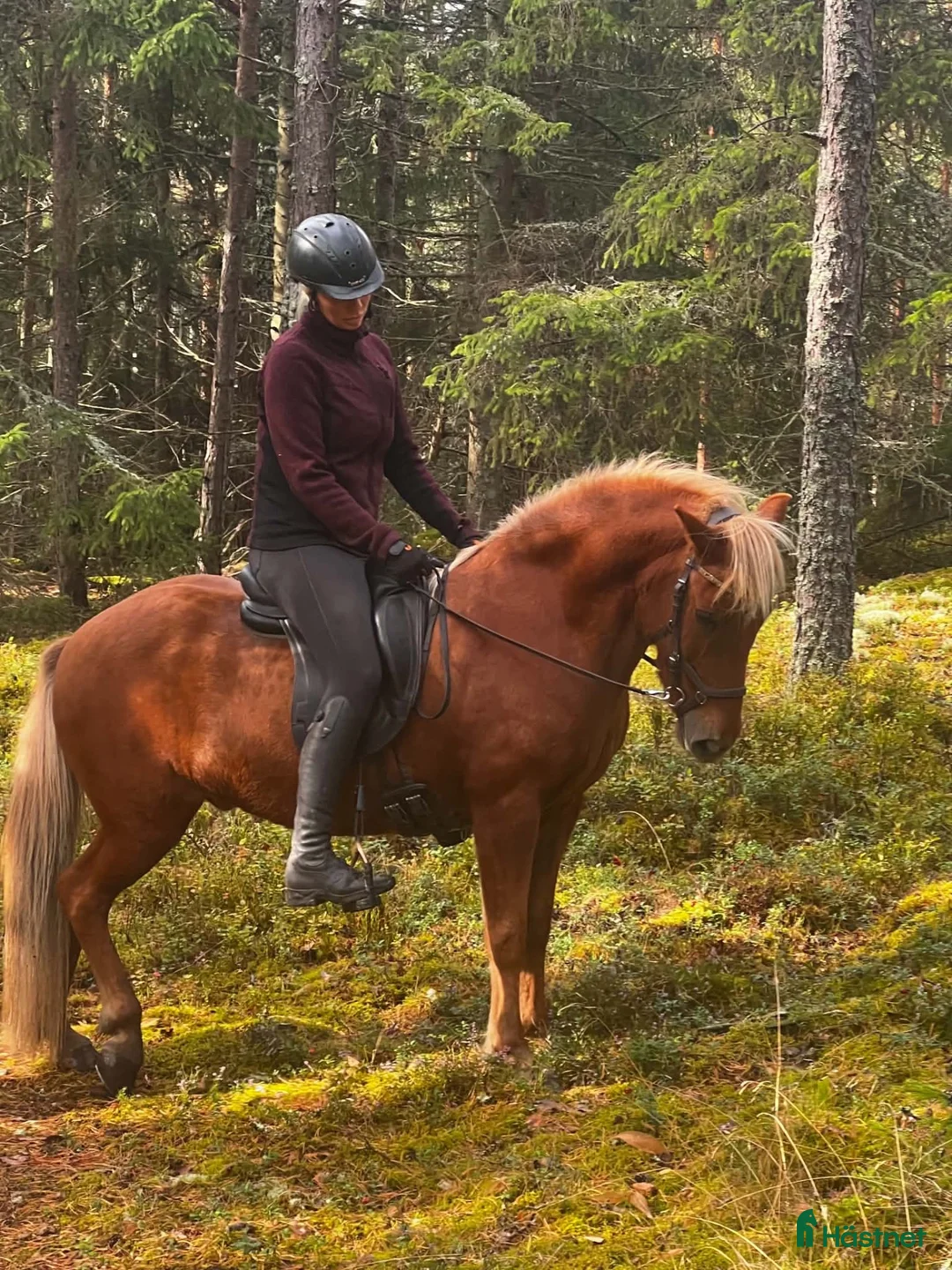 Island hästar till salu: Fin valack med mycket tölt!!  - Annons 3