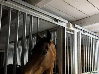 stallplats Stall plats Vejbystrand i Vejbystrand - Annons 2