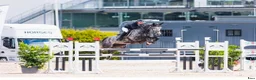 Hoppning hästar till salu: Kvick och spänstig 3-åring med stort hopp! - Annons 4