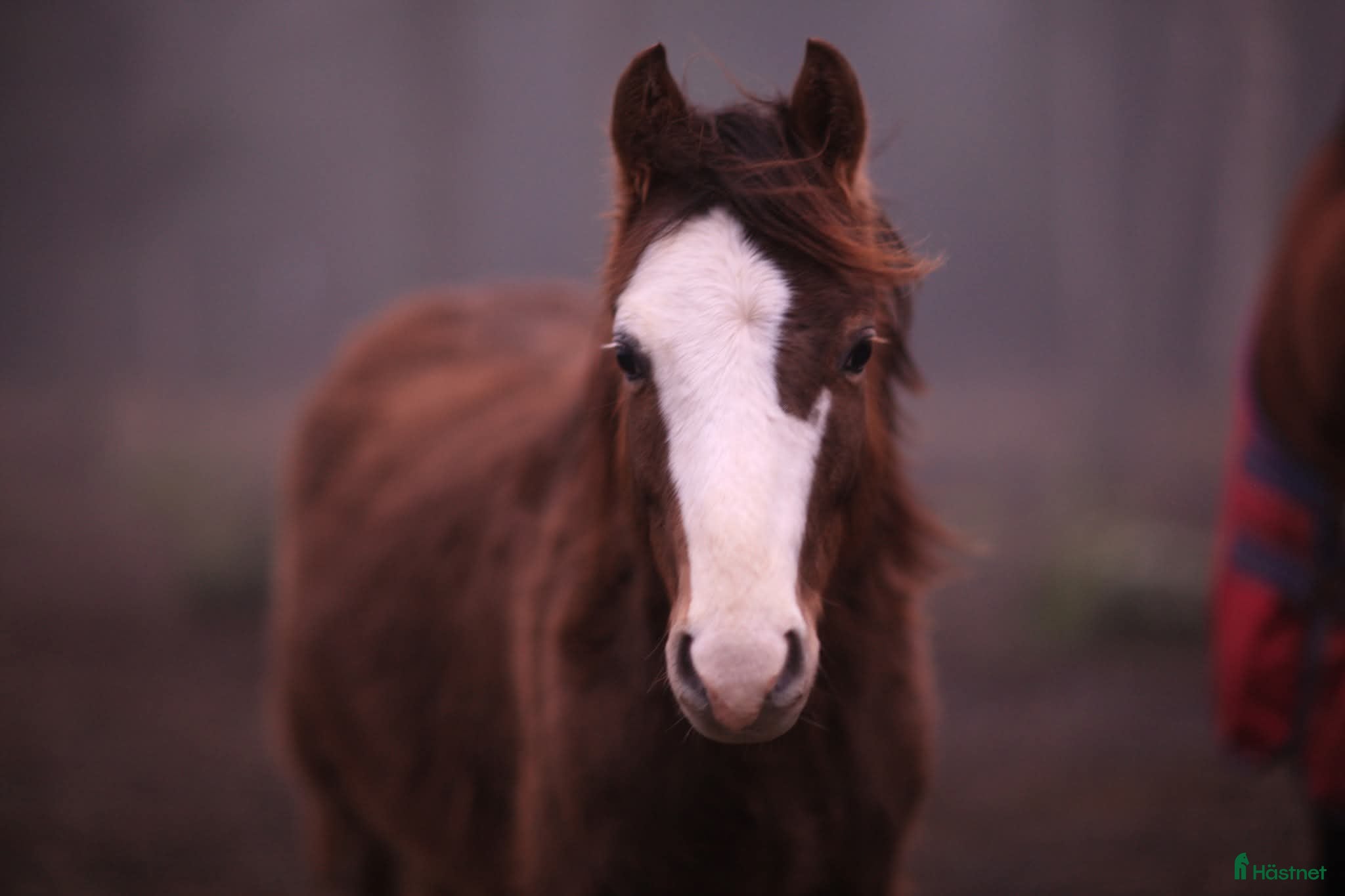  hästar Fin ponny till nedsatt pris (se beskrivning) i Varnhem - Annons 3