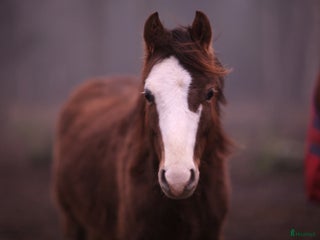 hästar Fin ponny till nedsatt pris (se beskrivning) i Varnhem - Annons 4