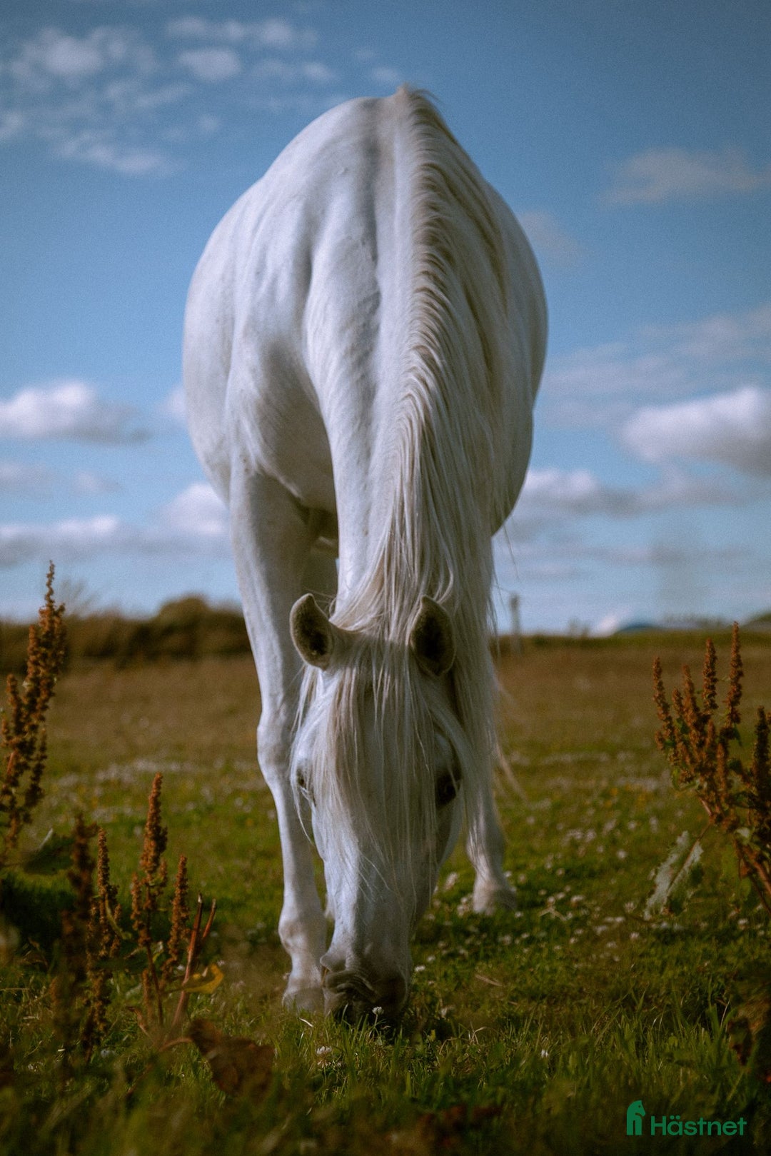 Allround hästar till salu: Mycket trevlig ridhäst i Ekeby - Annons 2