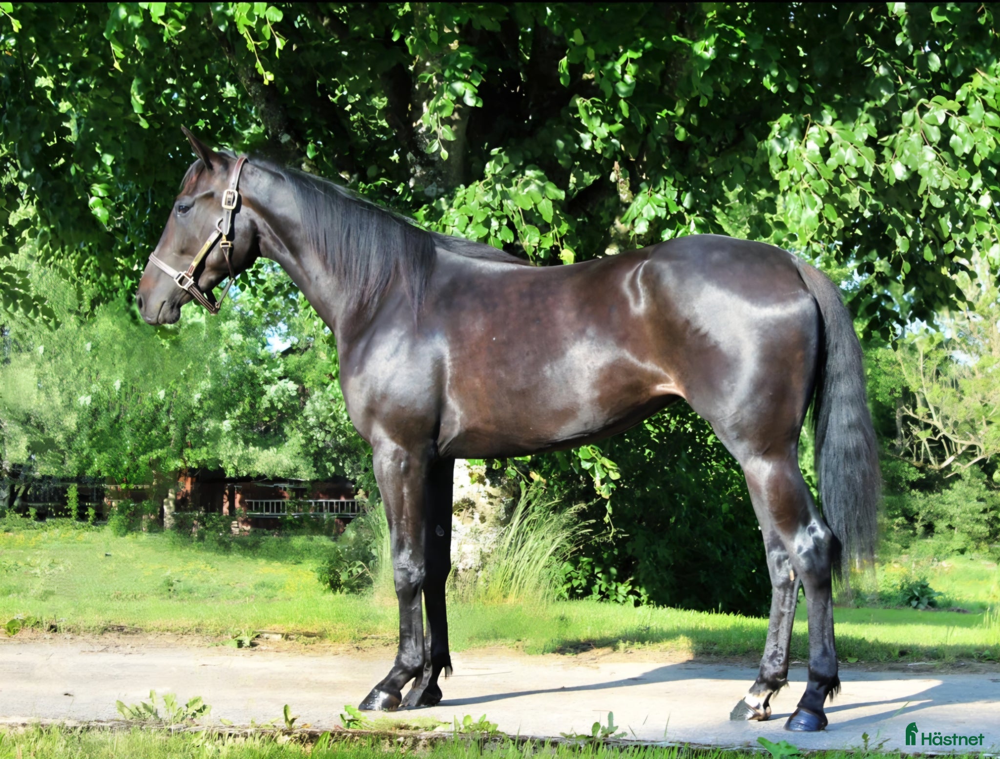  hästar 4-årigt sto E: Cash gamble - Annons 2