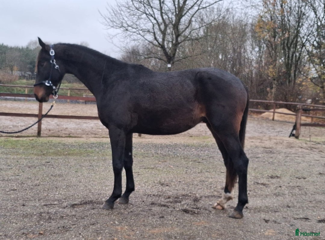 Dressyr hästar till salu: Dressuremne  i Klippan - Annons 1