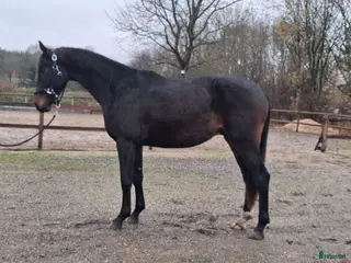 hästar Dressuremne - Annons 6