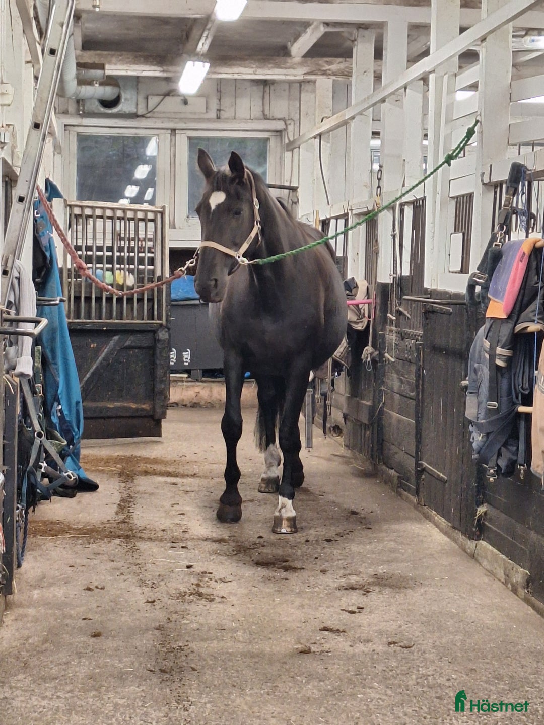  stallplats finnes: Stallplats Ekeby Säteri I Tungelsta  i Tungelsta - Annons 7